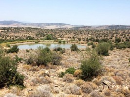 KALABAK’TA AĞAÇLANDIRMA SAHASI OLUŞTURULACAK