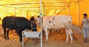 ALİAĞA BAYRAMA HAZIRLANIYOR