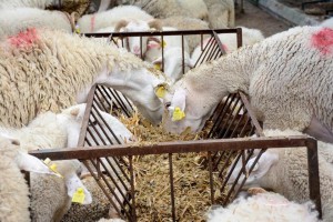 34 üreticiye daha hayvan desteği