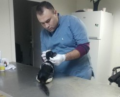 KEDİYİ KURTARMAK İÇİN SEFERBER OLDULAR