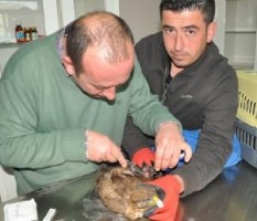 20 gün sonra uçabilecek