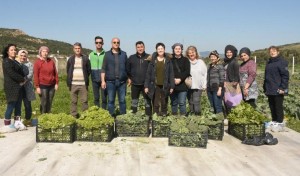 KADIN ÇİFTÇİLER İLK HASADINI YAPTI