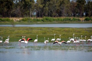 KUŞ CENNETİ MİSAFİRLERİNİ AĞIRLIYOR
