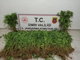 UYUŞTURUCU OPERASYONLARINDA 23 KİŞİ YAKALANDI