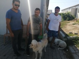 KÖPEKLERİ ZEHİRLEYEREK ÖLDÜRDÜLER