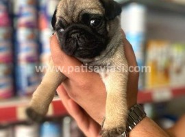 Pug: Minyatür Sevimlilik ve Dost Canlısı Kişilik