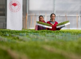 ÜRETİCİYE YERLİ TOHUM DESTEĞİ SÜRÜYOR