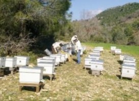 Arıcılar Aliağa’da toplanacak