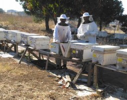 ALİAĞA’DA ARICILIĞA İLGİ ARTIYOR