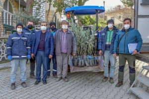 ZEYTİN FİDANI DAĞITIMLARI BAŞLADI