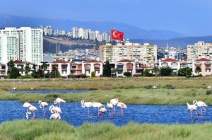 Flamingolar büyülüyor
