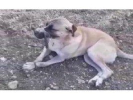 AĞZINI VE AYAKLARINI BAĞLAYARAK ÖLÜME TERK ETTİLER