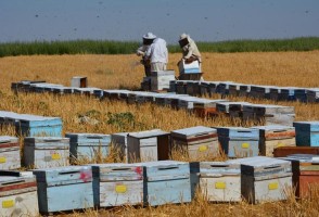 BAL ÜRETİCİLERİ SORUNLARINI KONUŞACAK