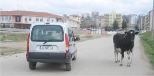 Petrokimya İlköğretim'in önünde inek otluyor