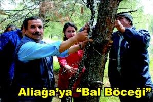 Aliağa’ya “bal böceği” aşılandı