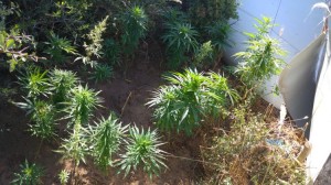 UYUŞTURUCU YETİŞTİRİCİLERİNE BİR DARBE DAHA