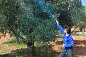 Zeytin üreticisine bordo bulamacı desteği