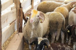 HAYVAN HIRSIZLARI YAKALANDI