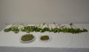 ALİAĞA'DA UYUŞTURUCU OPERASYONU