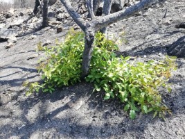 “BİR FİDAN BİR DÜNYA” KAMPANYASI BÜYÜYOR