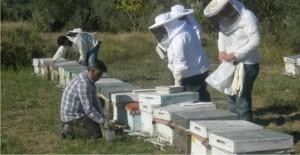 Arıcılar yarın toplanıyor