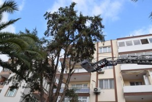 AĞAÇTA MAHSUR KALAN KEDİYİ İTFAİYE KURTARDI