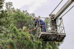 TERMİNATÖR BÖCEKLER DOĞAYA BIRAKILDI