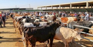 KURBAN KESİMİ RANDEVU SİSTEMİYLE YAPILACAK