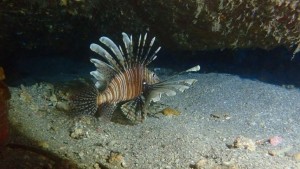 KIZILDENİZ'İN "İSTİLACISI" EGE'DE DE YAYILIYOR