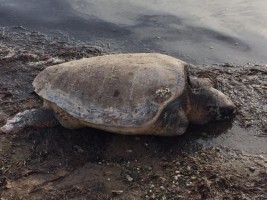 YENİ ŞAKRAN SAHİLİNDE ÖLÜ CARETTA CARETTA BULUNDU