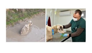 BATAKLIĞA SAPLANAN KOYUN KURTARILDI