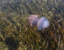 ALİAĞA SAHİLLERİNDE ‘MAVİ DENİZANASI’ TEHLİKESİ