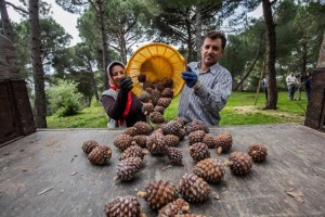 BÜYÜKŞEHİR FISTIK ÇAMI İÇİN YENİDEN KOLLARI SIVADI