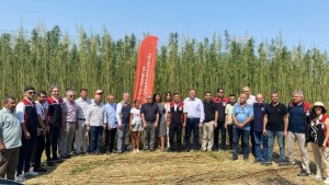 Helvacı’da kenevir hasadı