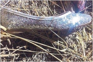 CESEDİN KİMLİĞİ DİZİNDEKİ PLATİNDEN BELİRLENECEK