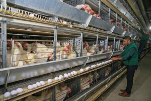 CEZAEVİNİN "GEZEN TAVUKLARI"NA TÜKETİCİ İLGİSİ