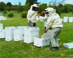 ARICILAR 18 MART’TA TOPLANIYOR