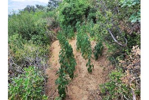 Uyuşturucu operasyonlarında 25 şüpheli yakalandı