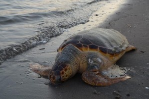SAHİLDE ÖLÜ CARETTA CARETTA BULUNDU