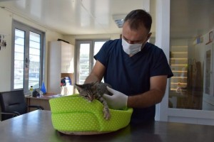 4 BİN 72 HAYVANIN BAKIMI YAPILDI