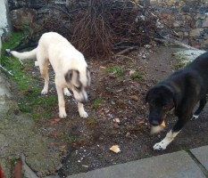 AÇ KALAN KÖPEKLER SÜRÜLERE SALDIRIYOR