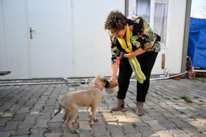 Sinekten köpek maması ürettiler