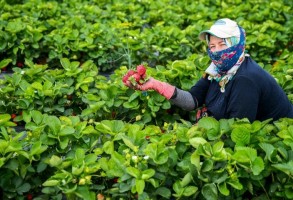 Çilekler erken olgunlaştı