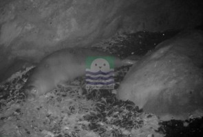 FOÇA FOKLARI ‘FOTO-KAPAN’A GÜLÜMSÜYOR