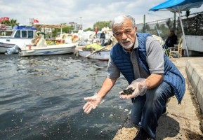 Körfez için müsilaj uyarısı