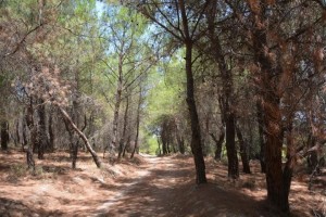 Ormanlık alanlara girişler yasaklandı