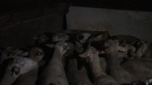 HAYVAN HIRSIZLARINA SUÇÜSTÜ