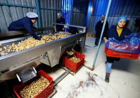 KURU İNCİRE MOR IŞIKLI KONTROL