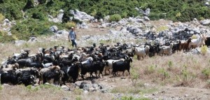 KARABURUN KIRKIM FESTİVALİ 9 TEMMUZ’DA