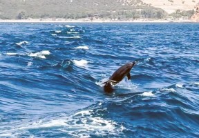 Yunuslar tekneye eşlik etti